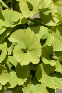 Ginkgo biloba 'Mariken' - 80 CM STEM C3 - image 4