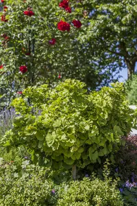 Ginkgo biloba 'Mariken' - STEM 200 CM, GIRTH 4-6 CM CONT - image 2