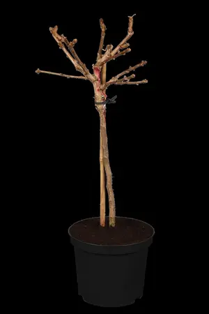 Ginkgo biloba 'Mariken' - 60 CM STEM 5L - image 1