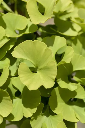 Ginkgo biloba 'Mariken' - STEM 180 CM, GIRTH 6-8 CM C15 - image 2