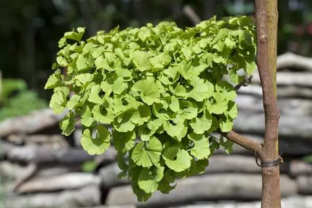 Ginkgo biloba 'Mariken' - 80 CM STEM C3 - image 5