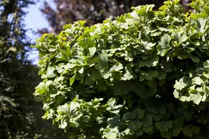 Ginkgo biloba 'Mariken' - 120 CM STEM C7.5 - image 4
