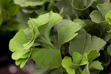 Ginkgo biloba 'Mariken' - 120 CM STEM C7.5 - image 5