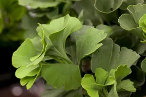 Ginkgo biloba 'Mariken' - 100 CM STEM C15 - image 5