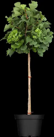 Ginkgo biloba 'Mariken' - 80 CM STEM C3 - image 3