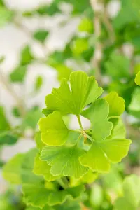 Ginkgo biloba 'Menhir' - 60-80 CM C4 - image 3