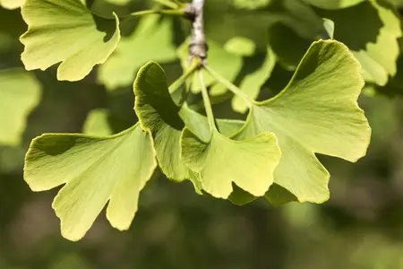 Ginkgo biloba 'Menhir' - 3 Ltr pot - image 2