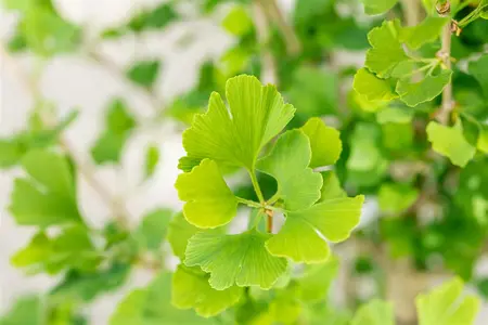 Ginkgo biloba 'Menhir' - 3 Ltr pot - image 4