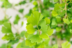 Ginkgo biloba 'Menhir' - 3 Ltr pot - image 4