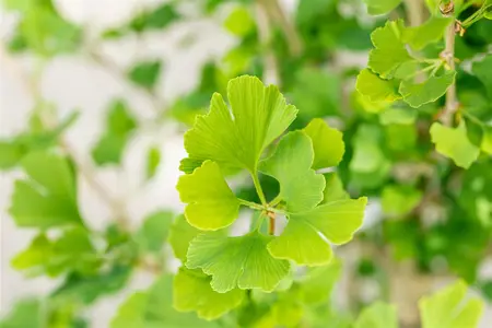 Ginkgo biloba 'Menhir' - STDS 6-8 CM C20 FEATHERED - image 2