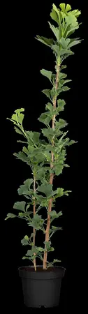 Ginkgo biloba 'Menhir' - 3 Ltr pot - image 1