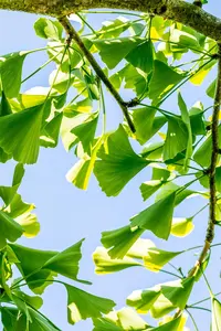Ginkgo biloba 'Pendula' - STEM 225 CM, GIRTH 6-8 CM C25 - image 3