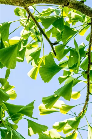 Ginkgo biloba 'Pendula' - 120 CM STEM C15 - image 3