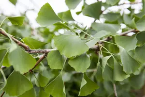 Ginkgo biloba 'Pendula' - STEM 225 CM, GIRTH 6-8 CM C25 - image 1