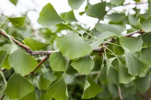 Ginkgo biloba 'Pendula' - STEM 200 CM, GIRTH 10-12 CM C25 - image 3