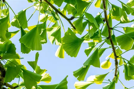 Ginkgo biloba 'Pendula' - STDS 6-8 CM RB - image 2