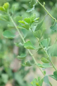 Ginkgo biloba 'Princeton Sentry' - Liners bare root - image 4