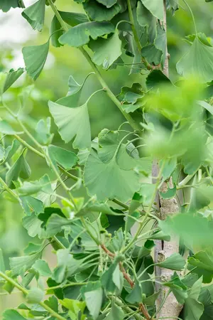 Ginkgo biloba 'Princeton Sentry' - STDS 16-18 CM RB - image 5