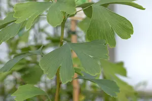 Ginkgo biloba 'Princeton Sentry'