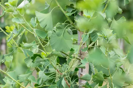 Ginkgo biloba 'Princeton Sentry' - Liners bare root - image 5
