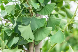 Ginkgo biloba 'Princeton Sentry' - STDS 16-18 CM RB FTH - image 2
