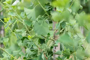 Ginkgo biloba 'Princeton Sentry' - 30-40 CM BR - image 4