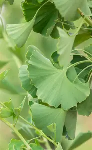 Ginkgo biloba 'Princeton Sentry' - 40-60 CM C2 WHIP - image 2