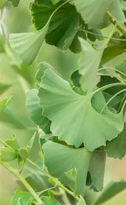Ginkgo biloba 'Princeton Sentry' - STDS 16-18 CM RB FTH - image 1
