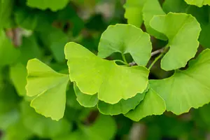 Ginkgo biloba 'Santa Cruz'
