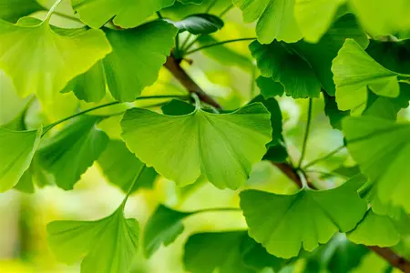 Ginkgo biloba 'Santa Cruz' - 20-30 CM C2 WHIP - image 2
