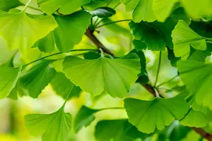 Ginkgo biloba 'Santa Cruz' - 20-30 CM C2 WHIP - image 2