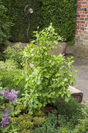 Ginkgo biloba 'Saratoga' - 125-150 CM C7.5 - image 1