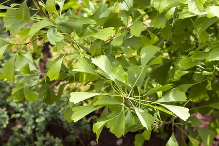 Ginkgo biloba 'Saratoga' - 50-60 CM C3 - image 2