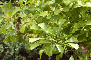 Ginkgo biloba 'Saratoga' - 100-125 CM C20 - image 2