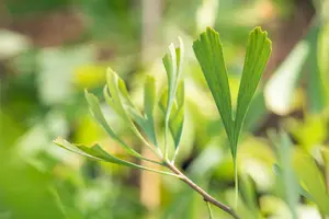 Ginkgo biloba 'Saratoga' - 50-60 CM C3 - image 3