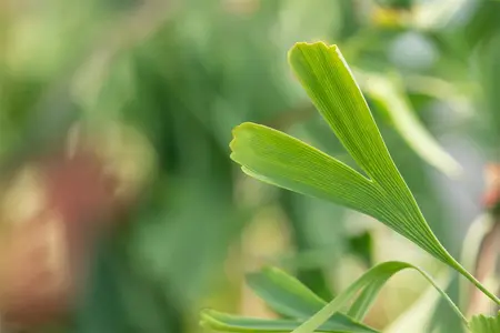 Ginkgo biloba 'Saratoga' - 50-60 CM C3 - image 4