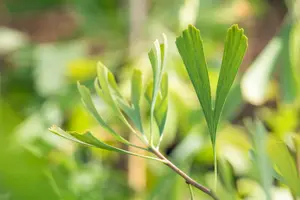 Ginkgo biloba 'Saratoga' - 100-125 CM C20 - image 3