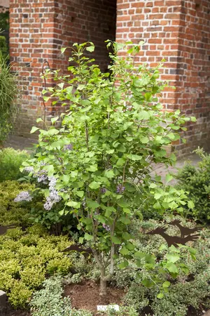 Ginkgo biloba 'Tit' - Liners bare root - image 2