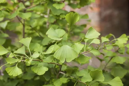 Ginkgo biloba 'Tit' - Liners bare root - image 1