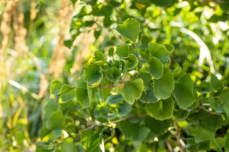 Ginkgo biloba 'Tit' - Liners bare root - image 3