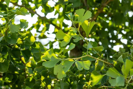 Ginkgo biloba 'Tit' - Liners bare root - image 4