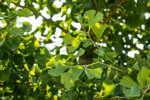 Ginkgo biloba 'Tit' - Liners bare root - image 4