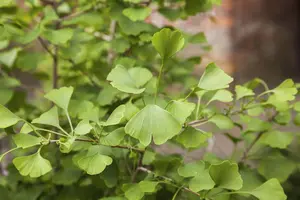 Ginkgo biloba 'Tit'