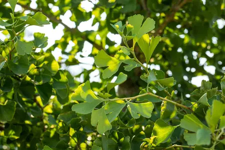 Ginkgo biloba 'Tit' - 60-80 CM RB - image 4