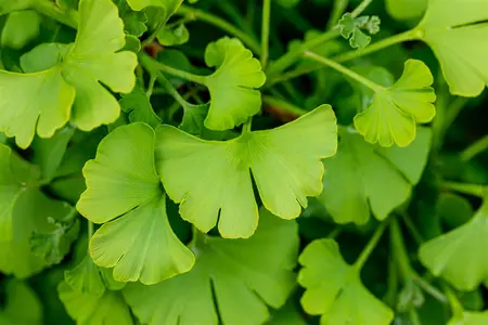 Ginkgo biloba 'Tit' - 80-100 CM RB - image 5