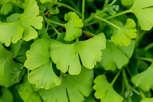 Ginkgo biloba 'Tit' - 80-100 CM RB - image 5