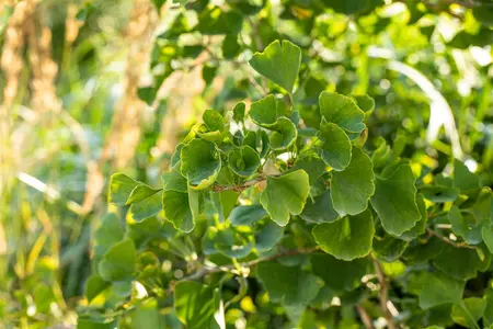 Ginkgo biloba 'Tit' - 100-125 CM RB - image 3