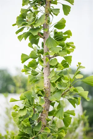 Ginkgo biloba 'Tremonia' - Liners bare root - image 4