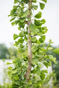 Ginkgo biloba 'Tremonia' - Liners bare root - image 4
