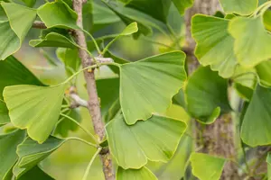 Ginkgo biloba 'Tremonia'
